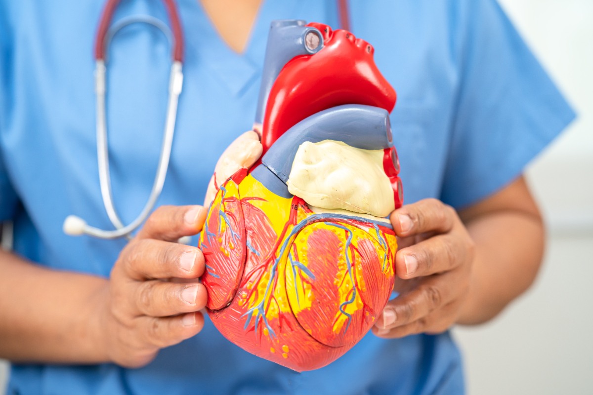 Un professionnel de santé tenant un modèle de coeur